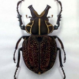 Beetle - Inca Clathratus