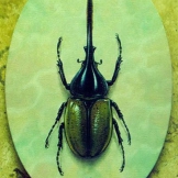 Beetle - Disnastes Hercules