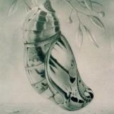 Chrysalis