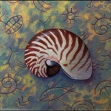Shell of Nautilus