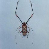 Beetle Cerambycidae - Acroscinus Logimanus