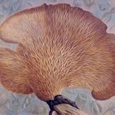 Mushroom and Seeds